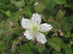 SX06813 Burnet Rose (Rosa pimpinellifolia).jpg